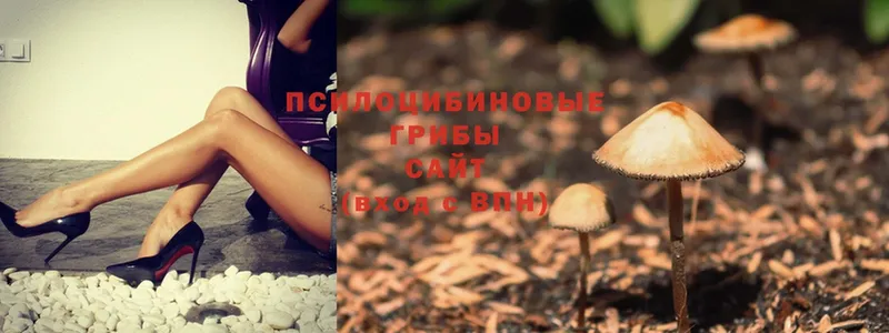 Псилоцибиновые грибы Psilocybine cubensis  МЕГА зеркало  Торжок  купить наркоту 